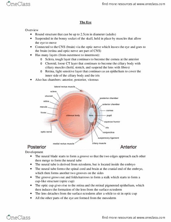 Anatomy and Cell Biology 3309 Lecture Notes - Lecture 23: Medial Rectus Muscle, Fibroblast, Myoepithelial Cell thumbnail