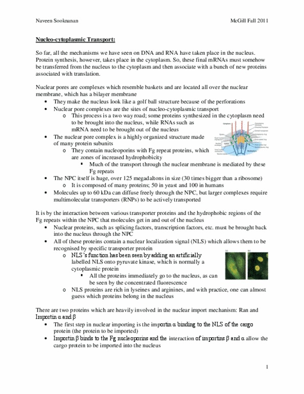 BIOL 200 Lecture Notes - Polytene Chromosome, Karyopherin, Helicase thumbnail