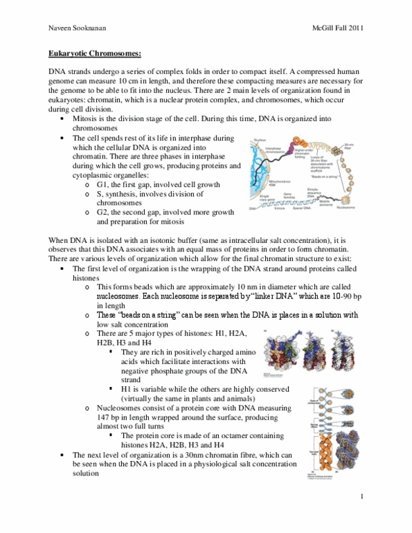 BIOL 200 Lecture Notes - Endonuclease, Primase, Dna Supercoil thumbnail