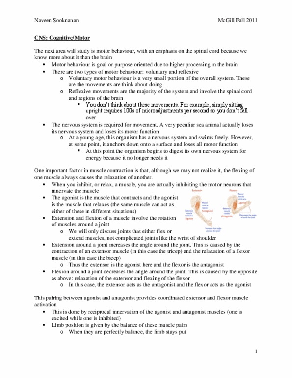 PHGY 209 Lecture Notes - Fasciculation, Collagen, Jerky thumbnail