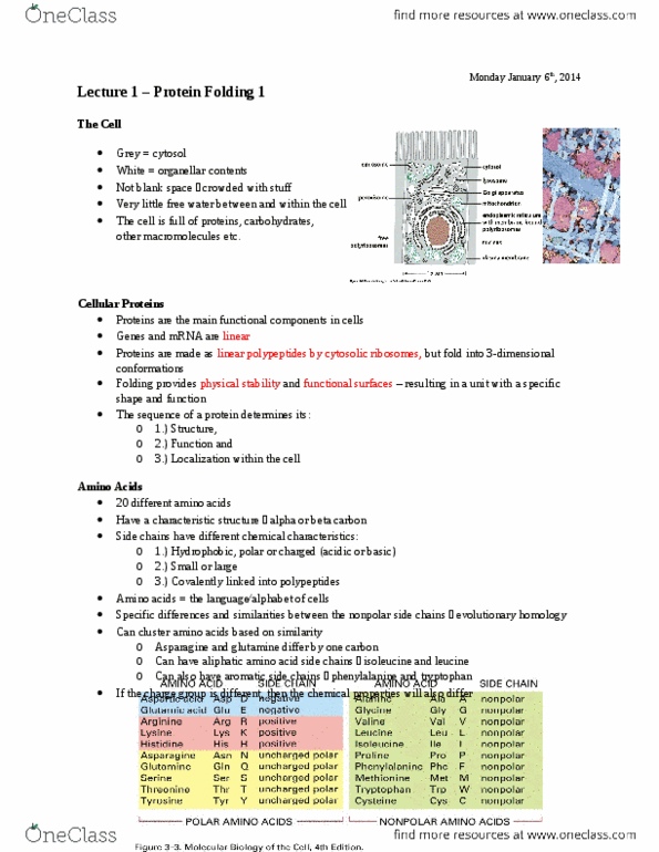 BIOC 212 Lecture Notes - Lecture 1: Hydrogen Bond, Hemoglobin, Valine thumbnail