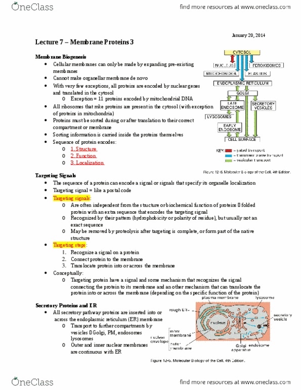 BIOC 212 Lecture Notes - Lecture 7: Ubiquitin, Signal Peptide, Asparagine thumbnail