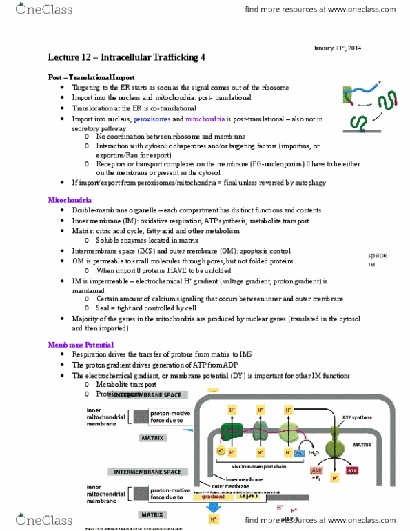 BIOC 212 Lecture Notes - Lecture 10: Sec61, Hspa8, Atp Synthase thumbnail