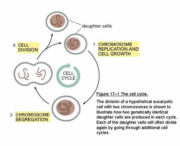 BIOC 212 Lecture Notes - Lecture 24: G1 Phase, G2 Phase, S Phase thumbnail