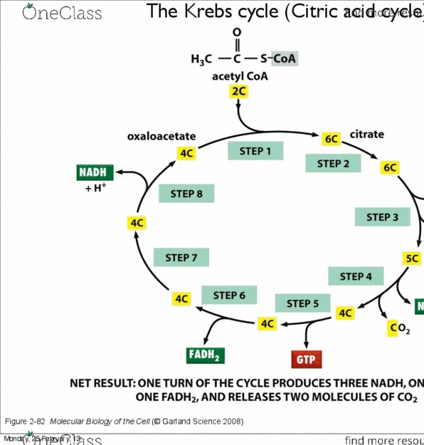 BIOC 212 Lecture Notes - Lecture 5: Acetyl-Coa, Succinyl-Coa, Citric Acid Cycle thumbnail