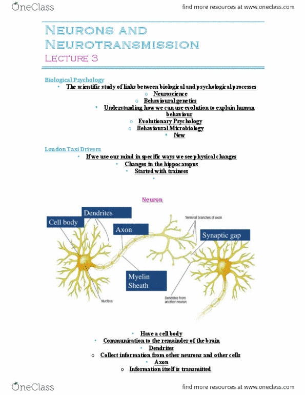 PSYC 1000 Lecture Notes - Lecture 4: Myelin, Action Potential, Reuptake thumbnail