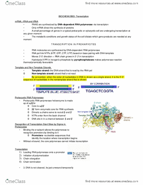 BIOCHEM 2B03 Lecture Notes - Lecture 3: Intron, Benzisoxazole, Operon thumbnail