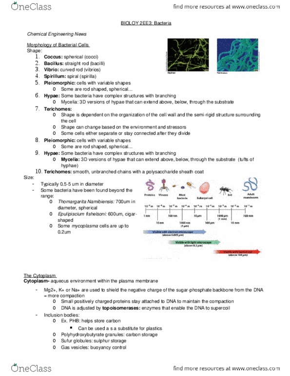 BIOLOGY 2EE3 Lecture Notes - Lecture 2: Cell Wall, Brucellaceae, Alphaproteobacteria thumbnail