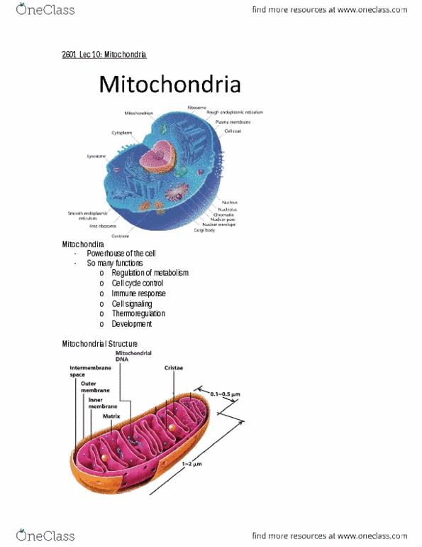 Biology 2601A/B Lecture 9: 2601 Lec 9: Mitochondria thumbnail