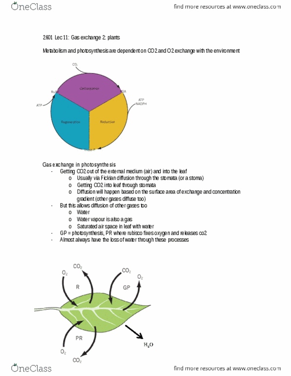 Biology 2601A/B Lecture 11: 2601 Lec 11: Gas Exchange 2 - plants thumbnail