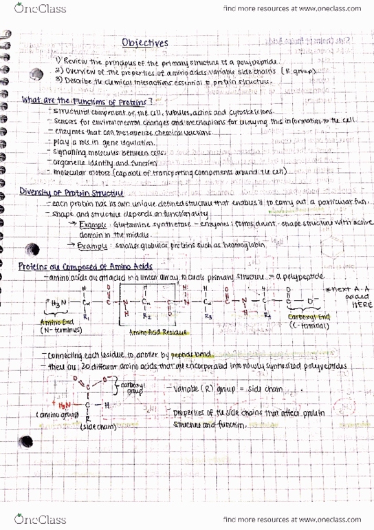 CHEM 1A03 Lecture Notes - Lecture 2: Prnp, Adenine, Polynomial-Time Approximation Scheme thumbnail