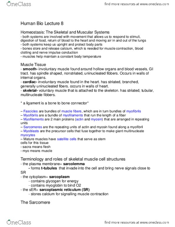 HSCI 100 Lecture Notes - Lecture 8: Endoplasmic Reticulum, Skeletal Muscle, Myocyte thumbnail