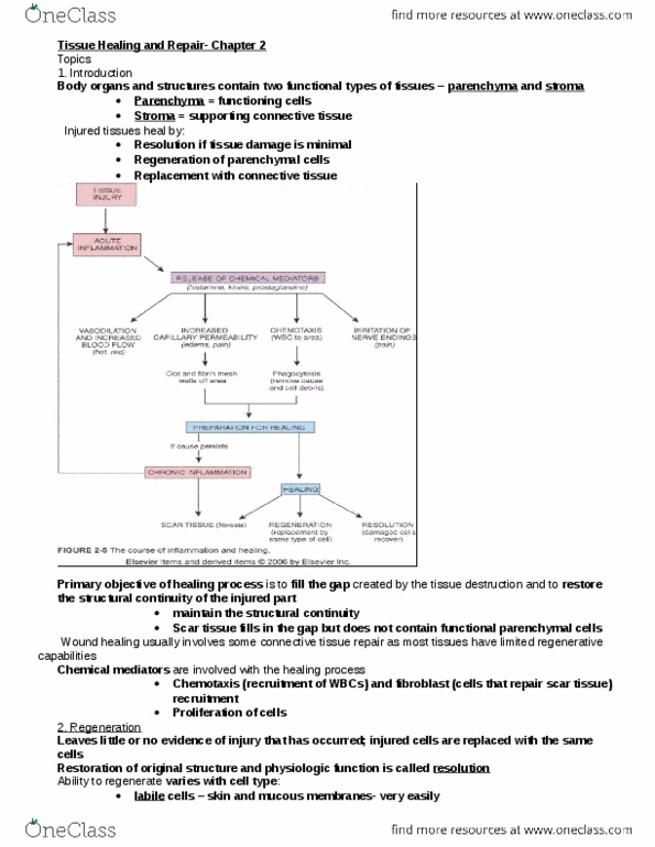 HSS 3305 Lecture Notes - Lecture 4: Wound Healing, Skeletal Muscle, Chemotaxis thumbnail