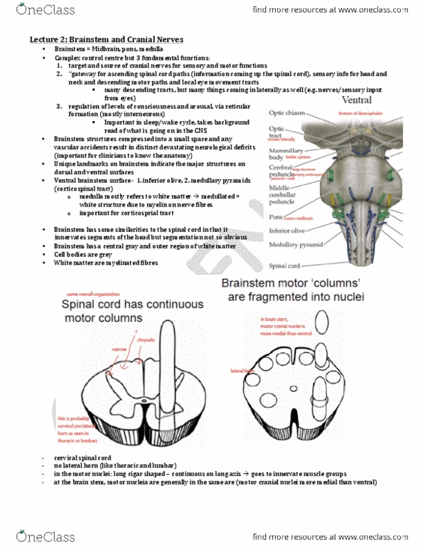 PSL440Y1 Lecture Notes - Lecture 2: Cranial Nerve Nucleus, Cranial Nerves, Spinal Cord thumbnail