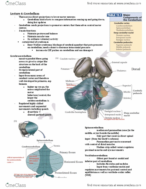 PSL440Y1 Lecture Notes - Lecture 4: Lower Motor Neuron, Vestibular Nuclei, Premotor Cortex thumbnail