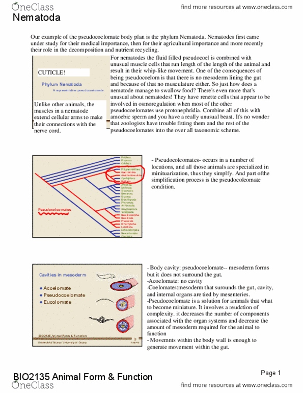 BIO 2135 Lecture 8: BIO2135-(8)-Nematoda thumbnail