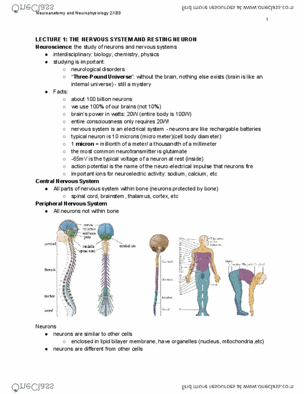 PNB 2XB3 Lecture Notes - Lecture 1: Peripheral Nervous System, Central Nervous System, Lipid Bilayer thumbnail