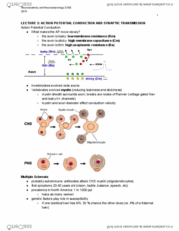 PNB 2XB3 Lecture Notes - Lecture 3: Myelin, Multiple Sclerosis, Oligodendrocyte thumbnail
