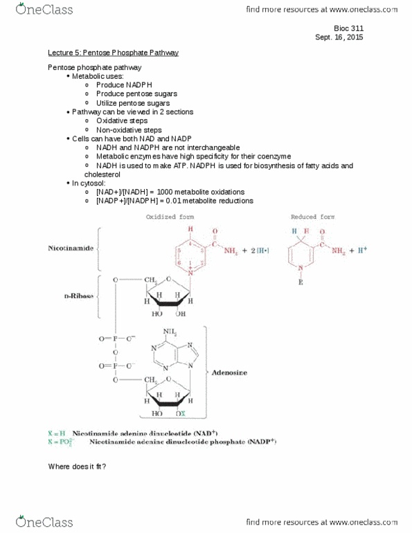 BIOC 311 Lecture Notes - Lecture 5: Pentose Phosphate Pathway, Pentose, Cytosol thumbnail