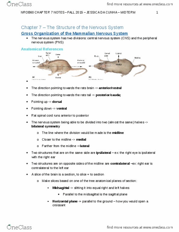 NROB60H3 Chapter Notes - Chapter 7: Cytoarchitecture, Coronal Plane, Infor thumbnail