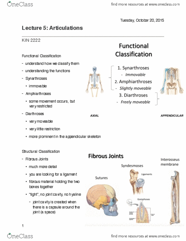 Kinesiology 2222A/B Lecture Notes - Lecture 5: Hyaline Cartilage, Appendicular Skeleton, Fibrous Joint thumbnail