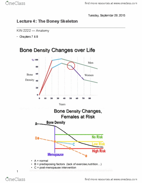 Kinesiology 2222A/B Lecture Notes - Lecture 4: Bone Marrow, Sesamoid Bone, Bone thumbnail