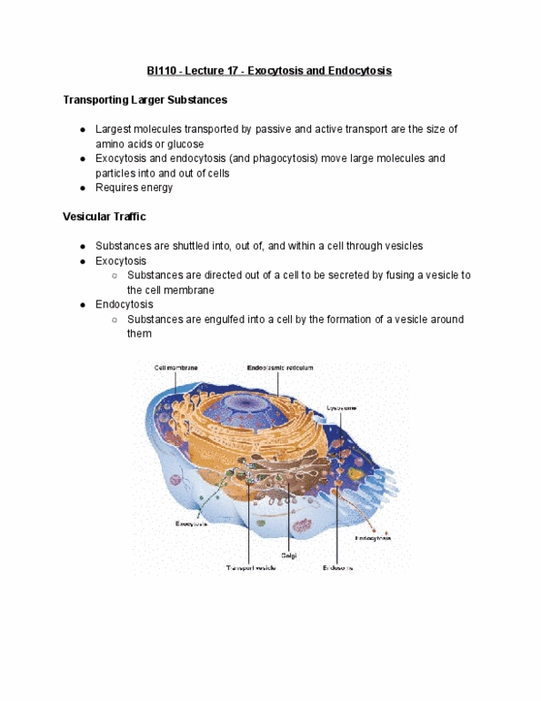 BI110 Lecture Notes - Lecture 17: Cytoskeleton, Fluid Compartments, Pinocytosis thumbnail