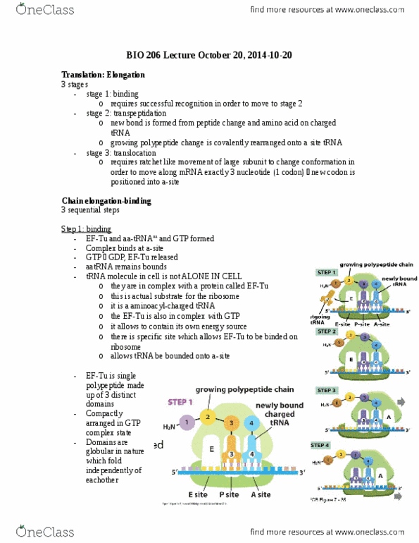 BIO206H5 Lecture Notes - Lecture 15: Chief Operating Officer, Gif, Transferase thumbnail