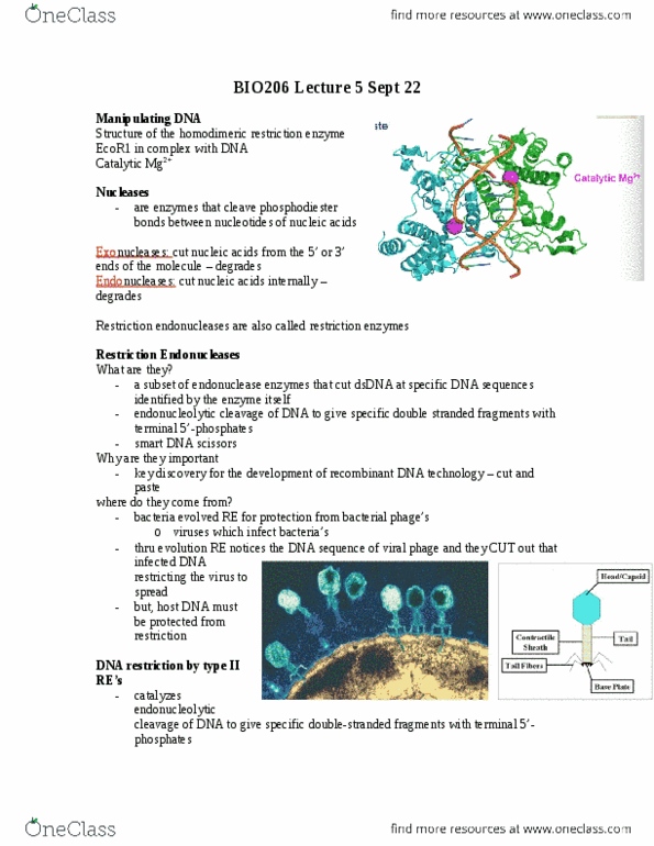 BIO206H5 Lecture Notes - Lecture 5: Bamhi, Methyltransferase, Sticky And Blunt Ends thumbnail