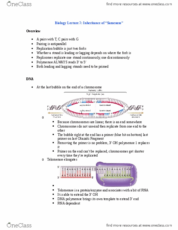 Biology 1001A Lecture Notes - Lecture 7: Cytokinesis, Kinetochore, Mitosis thumbnail