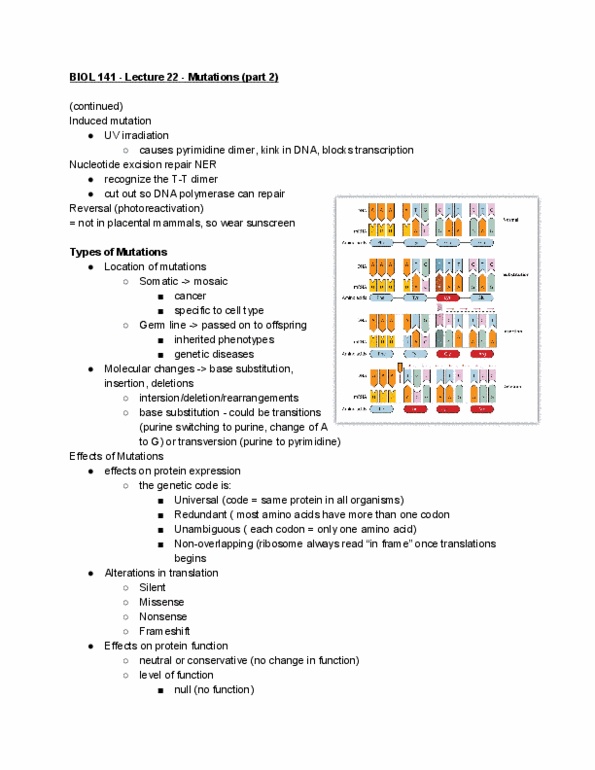 BIOL 141 Lecture Notes - Lecture 22: Pyrimidine Dimer, Dna Repair, Wear Sunscreen thumbnail