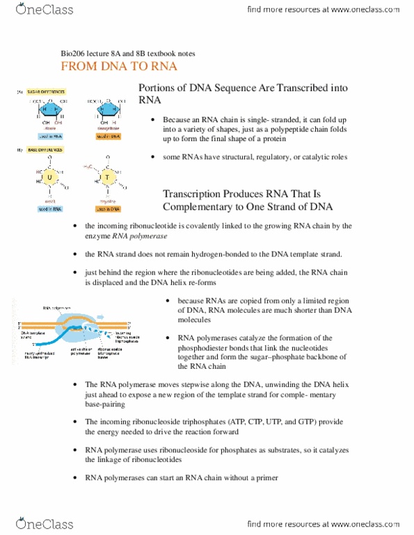 BIO206H5 Lecture Notes - Lecture 8: Tata-Binding Protein, Telomere, Transcription Factor Ii D thumbnail