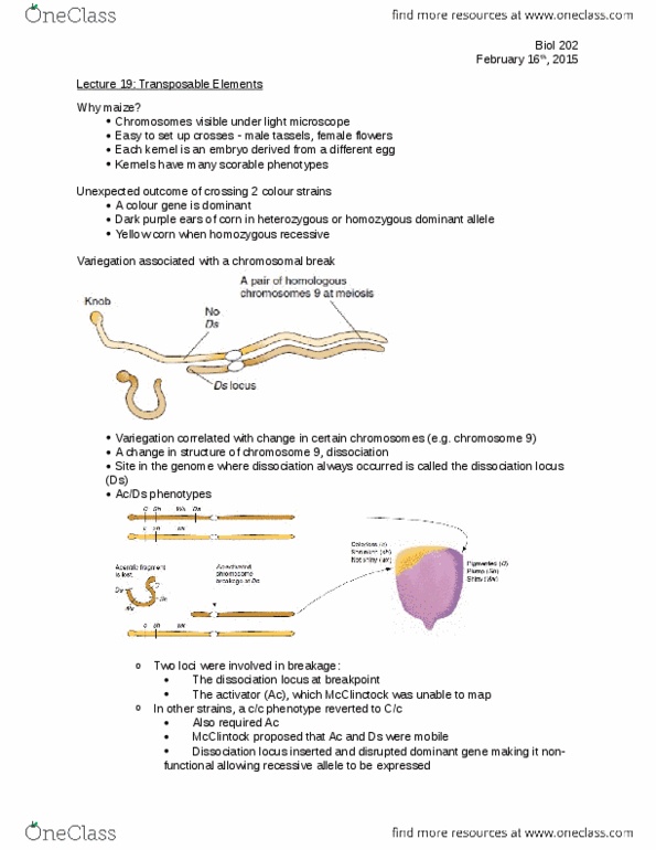 BIOL 202 Lecture Notes - Lecture 19: Rna Interference, Lysis, Genome Editing thumbnail