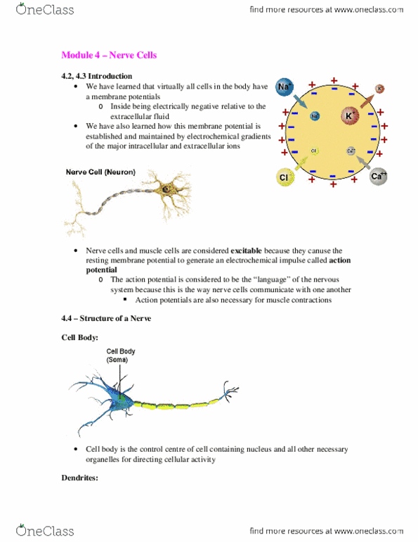 Physiology 2130 Lecture Notes - Lecture 4: Electrochemical Gradient, Axon Terminal, Membrane Potential thumbnail