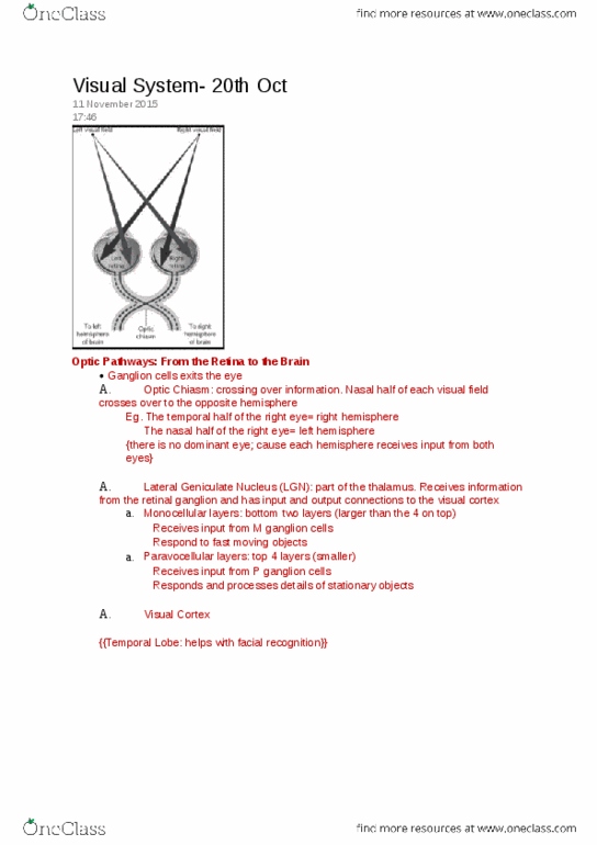 PSYC 2220 Lecture Notes - Lecture 5: Optic Chiasm, Ganglion Cell, Visual Cortex thumbnail