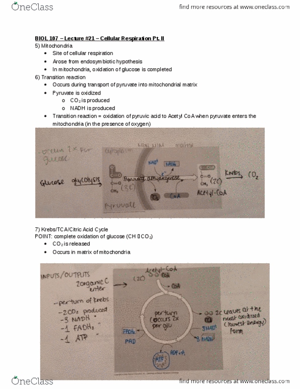 BIOL107 Lecture Notes - Lecture 21: Symbiogenesis, Cellular Respiration, Pyruvic Acid thumbnail