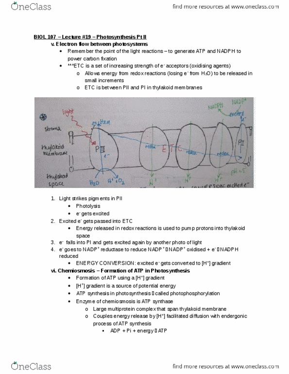 BIOL107 Lecture Notes - Lecture 19: Thylakoid, Atp Synthase, Photodissociation thumbnail