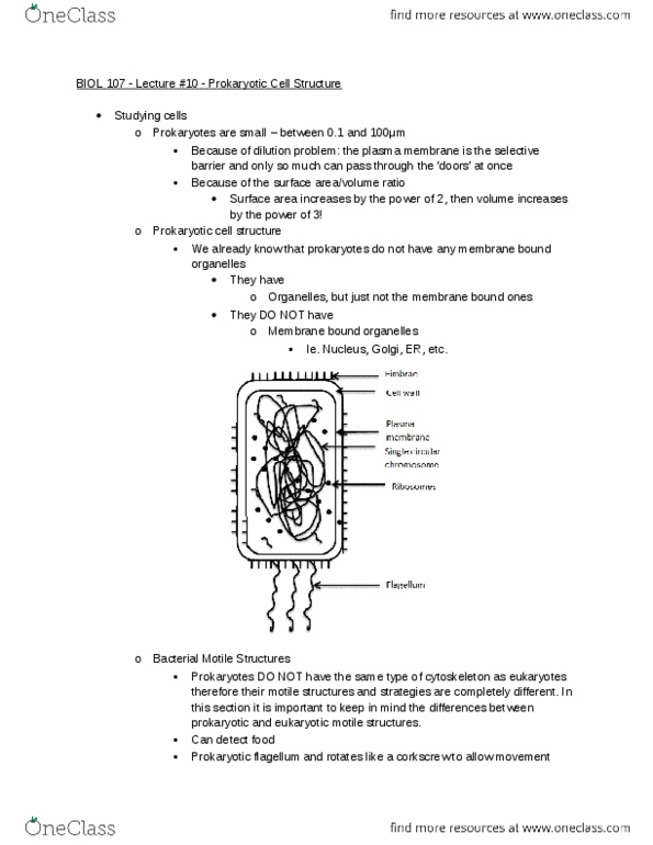 BIOL107 Lecture Notes - Lecture 10: Prokaryote, Motility, Cell Membrane thumbnail