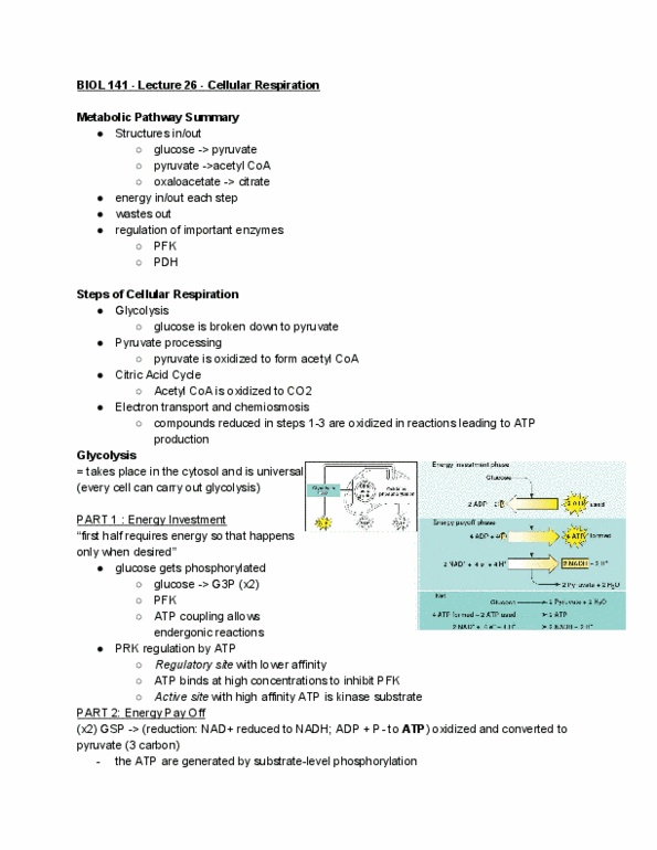 BIOL 141 Lecture Notes - Lecture 26: Acetyl-Coa, Citric Acid Cycle, Phosphofructokinase thumbnail