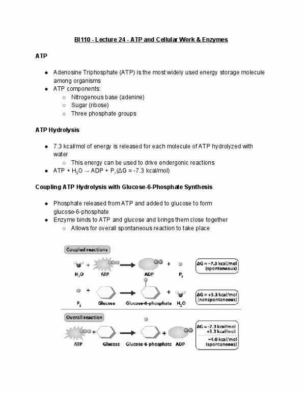 BI110 Lecture Notes - Lecture 24: Atp Hydrolysis, Endergonic Reaction, Nitrogenous Base thumbnail
