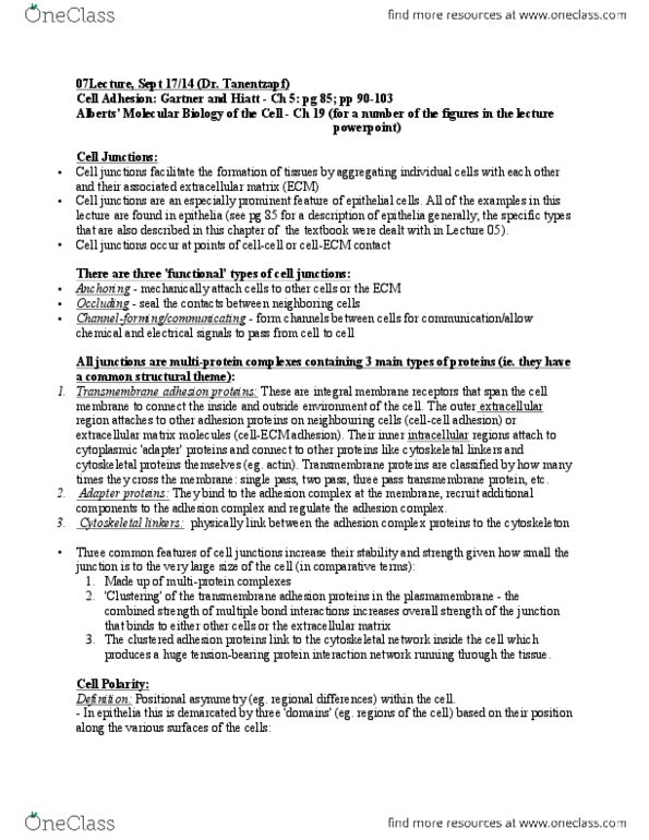 CAPS 390 Lecture Notes - Lecture 7: Cell Junction, Gartner, Cytoskeleton thumbnail