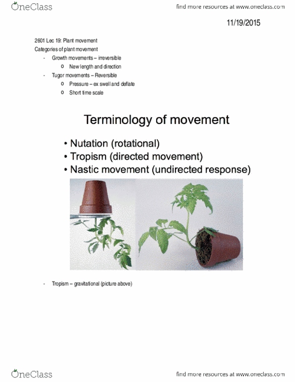 Biology 2601A/B Lecture Notes - Lecture 19: Tropism, Meristem, Indole-3-Acetic Acid thumbnail