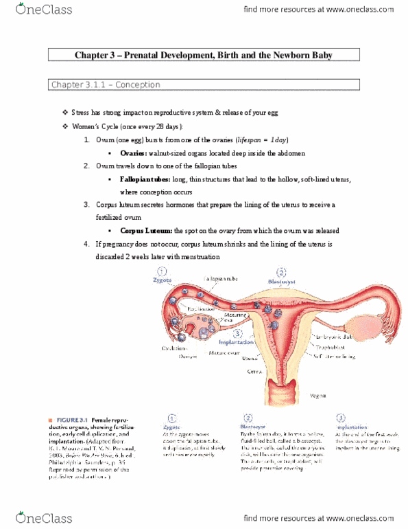 NUR1 223 Chapter Notes - Chapter 3: Prenatal Development, Egg Cell, Fetus thumbnail