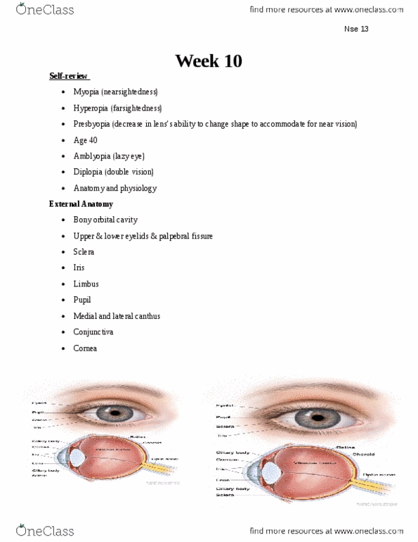 NSE 13A/B Lecture Notes - Lecture 10: Lateral Rectus Muscle, Medial Rectus Muscle, Palpebral Fissure thumbnail