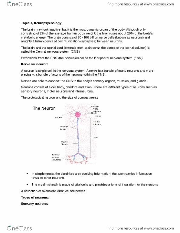 PSYCH101 Lecture Notes - Lecture 3: Myelin, Cron, Pituitary Gland thumbnail