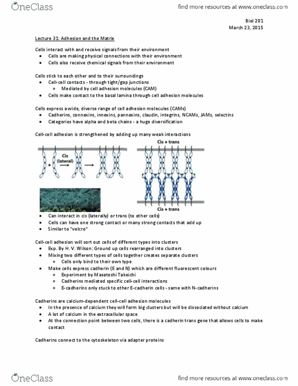 BIOL 201 Lecture Notes - Lecture 31: Cell Adhesion Molecule, Cell Adhesion, Cadherin thumbnail