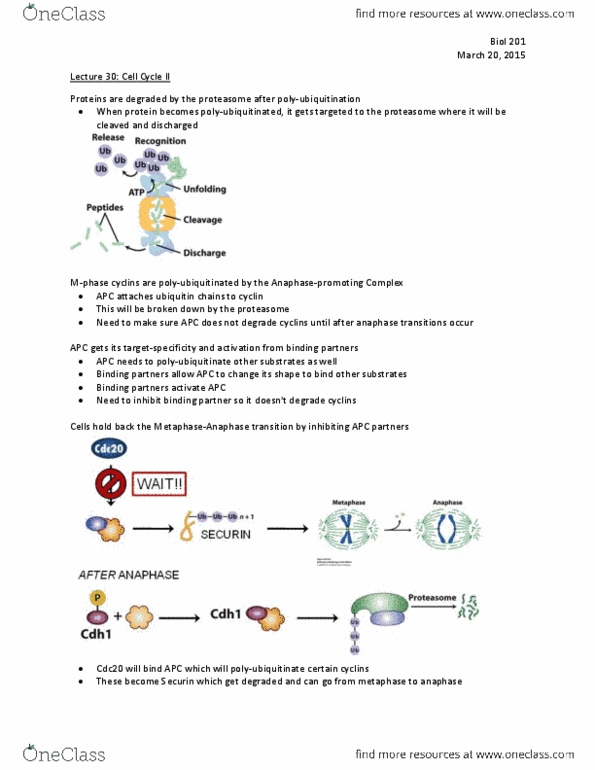 BIOL 201 Lecture Notes - Lecture 30: Ubiquitin, Securin, Cdc20 thumbnail