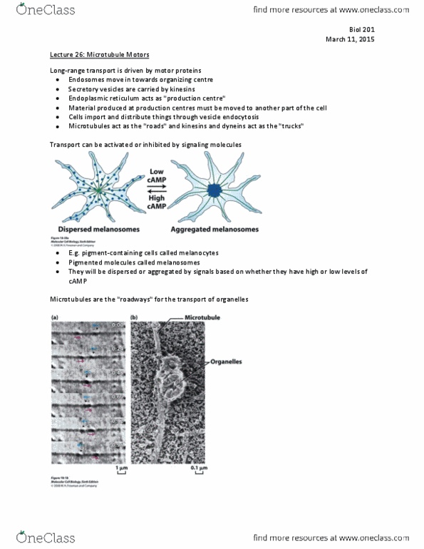 BIOL 201 Lecture Notes - Lecture 26: Secretion, Endoplasmic Reticulum, Melanosome thumbnail