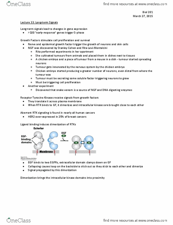 BIOL 201 Lecture Notes - Lecture 33: Growth Factor, Cell Membrane, Tyrosine thumbnail