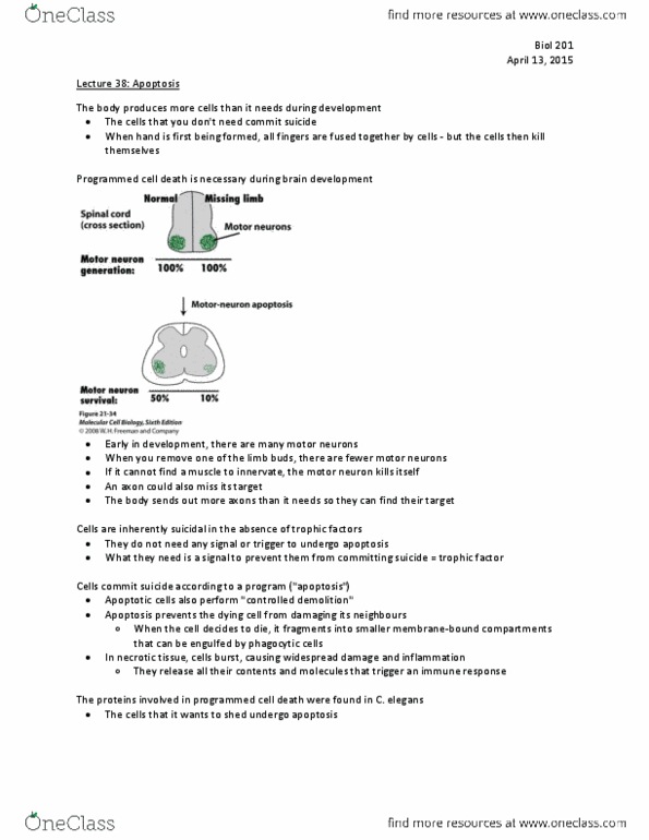 BIOL 201 Lecture Notes - Lecture 38: Programmed Cell Death, Growth Factor, Motor Neuron thumbnail
